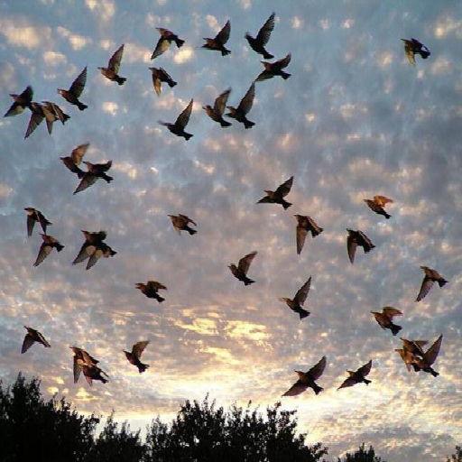bird sound icon