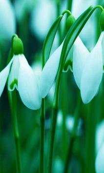 Snowdrops Live wallpaper screenshot 2