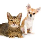 Cats and Dogs Jigsaw Puzzles Game logo