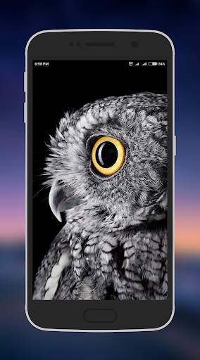 Owl Wallpapers 8 تصوير الشاشة
