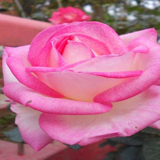 Live Rose Wallpaper 2.00
