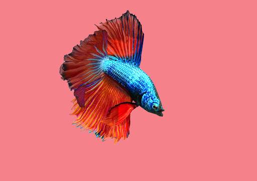 Betta Fish 3D Lite screenshot 17