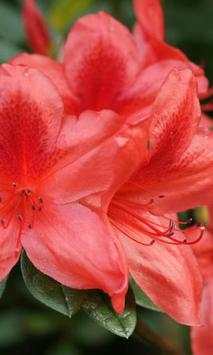 Gladiolus wallpapers screenshot 4
