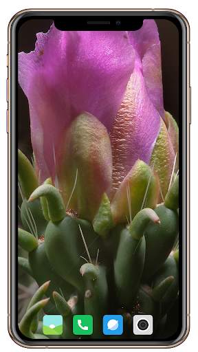 Cactus Flowers Wallpaper screenshot 14