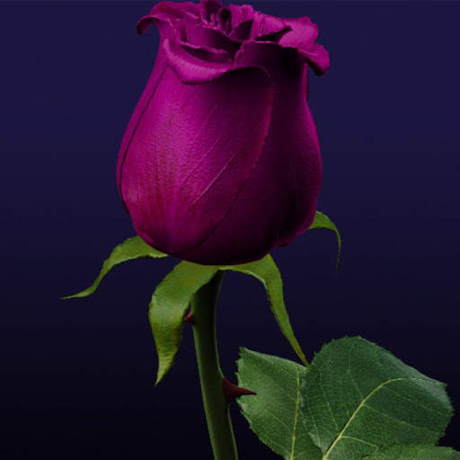 Amazing Flowers Images Gif Rose Stickers Wallpaper screenshot 2