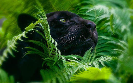 Jungle Wallpaper screenshot 3