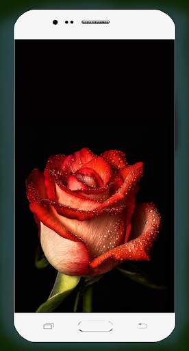 Rose Flower Wallpaper screenshot 7