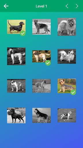 Dog Quiz: Guess the Breed — Game, Pictures, Test screenshot 3