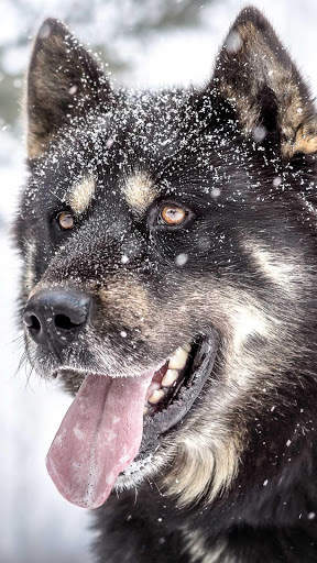Siberian Husky Wallpapers : backgrounds hd screenshot 5
