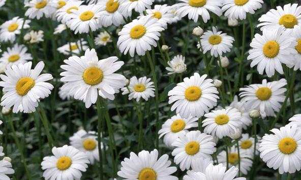 Chamomile wallpapers screenshot 4