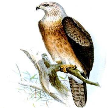 Magnificent Birds Of Prey screenshot 1