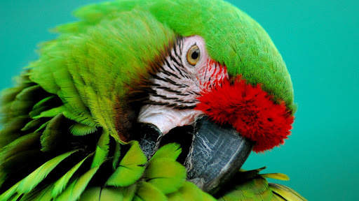 Colorful Parrot. Birds Wallpapers screenshot 5