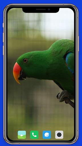 Parrot Wallpaper HD screenshot 14