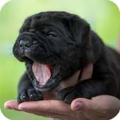 Shar Pei Wallpaper icon