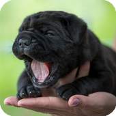 Shar Pei Wallpaper 2.6