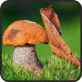 Mushroom Live Wallpaper
