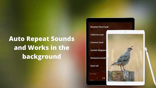 Quail Sounds - Quail Bird Calls screenshot 9