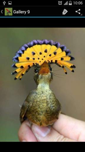 Birds Galleries screenshot 5