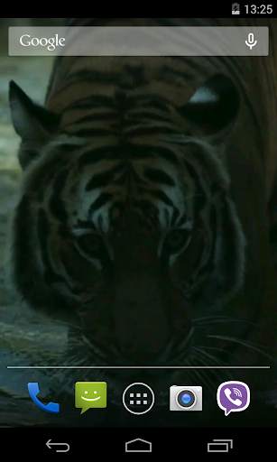 Tiger Video Live Wallpaper screenshot 4