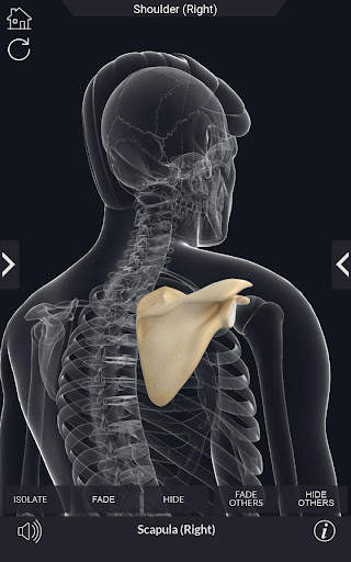 My Skeleton Anatomy screenshot 4