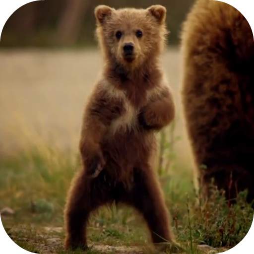 Cute Bear Video Live Wallpaper 3.0