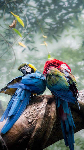 Wallpapers Birds स्क्रीनशॉट 2