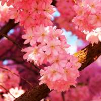 Sakura Live Wallpaper