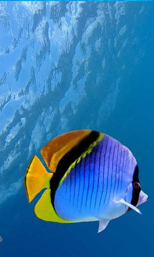 HD Ocean Fish Live Wallpaper screenshot 10