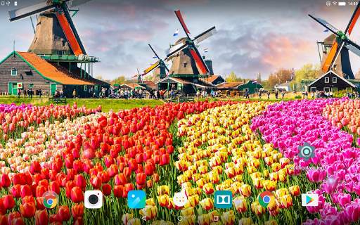 Tulips Live Wallpaper screenshot 10
