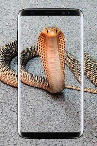 King Cobra Wallpapers HD скриншот 3