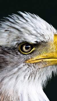 Eagle. Birds Live Wallpapers screenshot 1