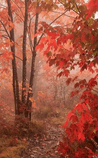 Autumn Live Wallpaper HD screenshot 9