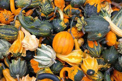 Thanksgiving Wallpapers Free screenshot 19