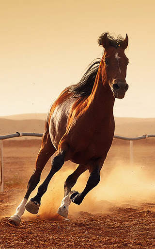 Horse Wallpapers | hd backgrounds screenshot 6