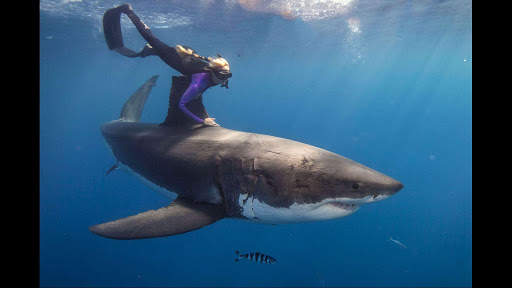 Great White Shark. Wallpapers screenshot 5