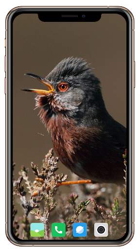 Bird HD Wallpaper screenshot 3