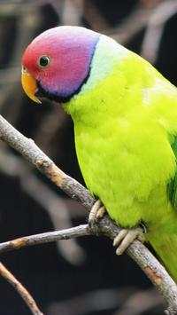 Beautiful Birds Wallpapers HD screenshot 11