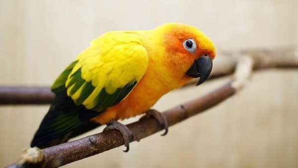 Parrot Bird HD Wallpaper screenshot 2