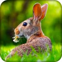 Easter Bunny Live Wallpaper HD logo