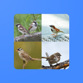 Ap app 4 pics 1 word icon