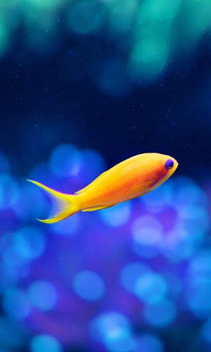 HD Ocean Fish Live Wallpaper screenshot 13