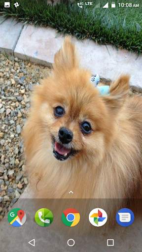 Pomeranian Dog Wallpapers HD screenshot 4