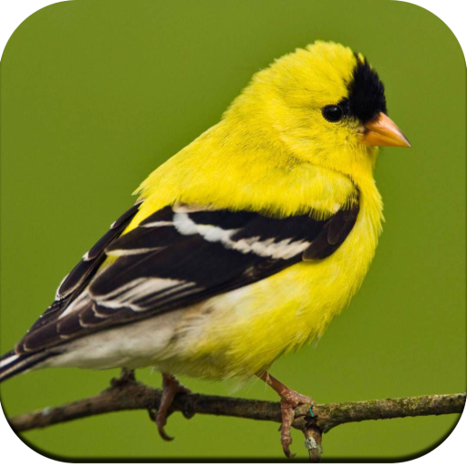 Bird Wallpaper HD icon