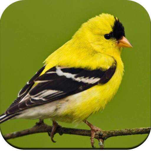 Bird Wallpaper HD 1.1