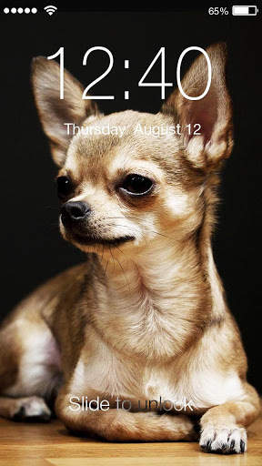 Chihuahua Dog PIN Lock Screen 1 تصوير الشاشة