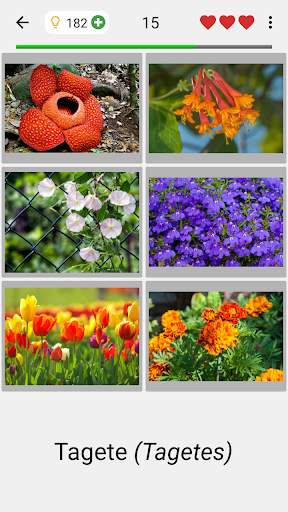 Fiori - Il quiz botanico sulle piante belle screenshot 2