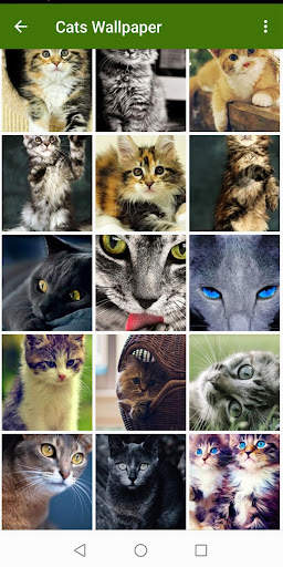 Cats Wallpapers screenshot 4