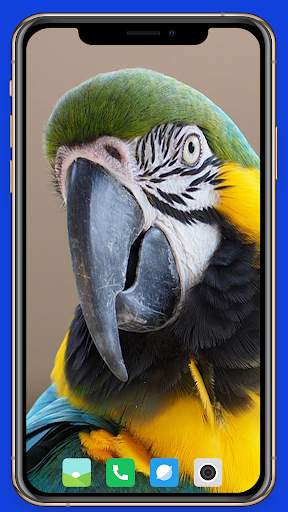 Parrot Wallpaper HD screenshot 16