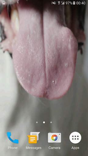 Cute Dog Video Live Wallpaper Free screenshot 2