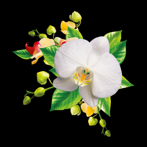 ikon Orchids Wallpaper